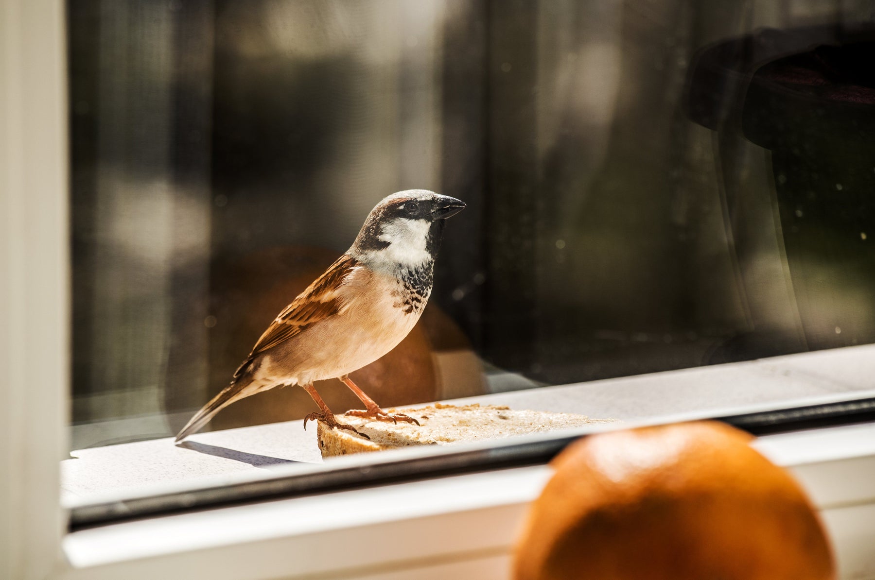 Using Window Film for Bird Safety