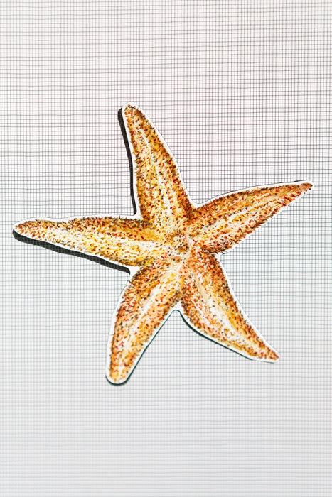 Starfish Screen Door Saver Magnets (5.5" x 5.5" ) - Window Film World