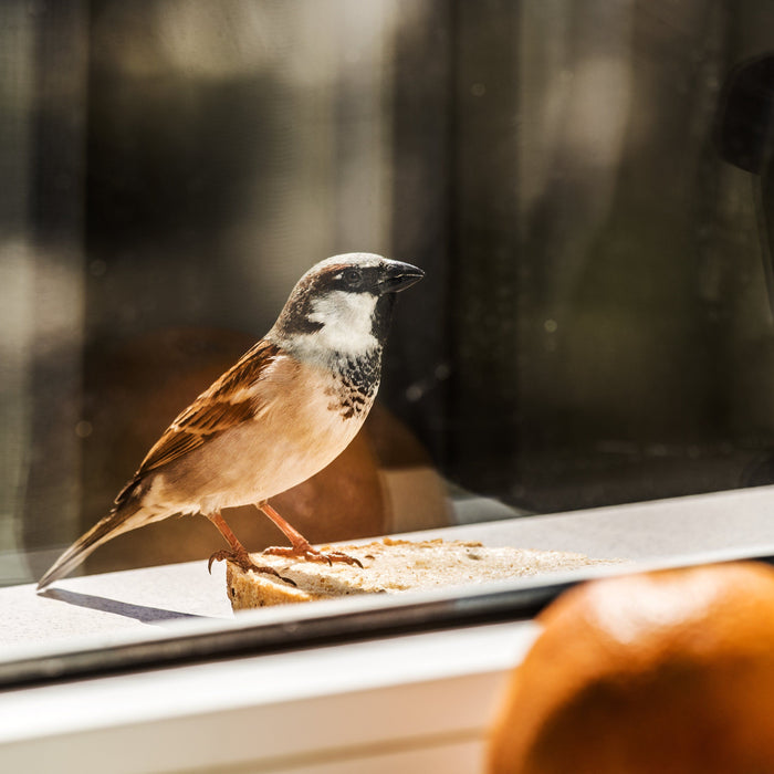 Using Window Film for Bird Safety
