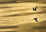 Reflection Wall Mural - Image 2