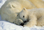 Polar Bears Wall Mural - Image 2