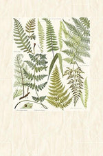 Athyrium Wall Mural - Image 2