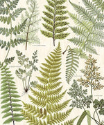 Herbarium Green Wall Mural - Image 2