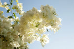Morning Sun Wall Mural - Image 2