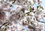 Spring Wall Mural - Image 2