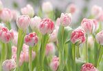Secret Garden Wall Mural - Image 2