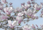 Magnolia Wall Mural - Image 2