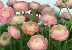 Gentle Rose Wall Mural - Image 2