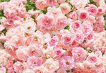 Rosa Wall Mural - Image 2
