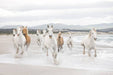 White Horses Mural - Window Film World