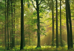 Autumn Forest Wall Mural - Image 2