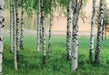 Nordic Forest Wall Mural - Window Film World