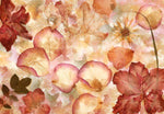 Dried Flowers Wall Mural - Image 2