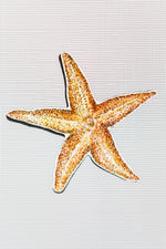 Starfish Screen Door Saver Magnets (5.5