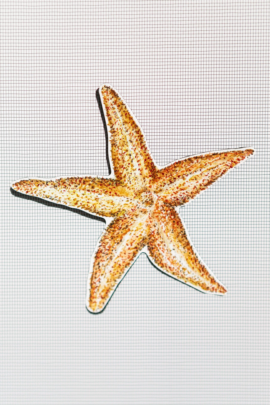 Starfish Screen Door Saver Magnets (5.5