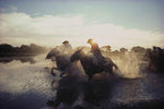 Horses Wall Mural - Image 2