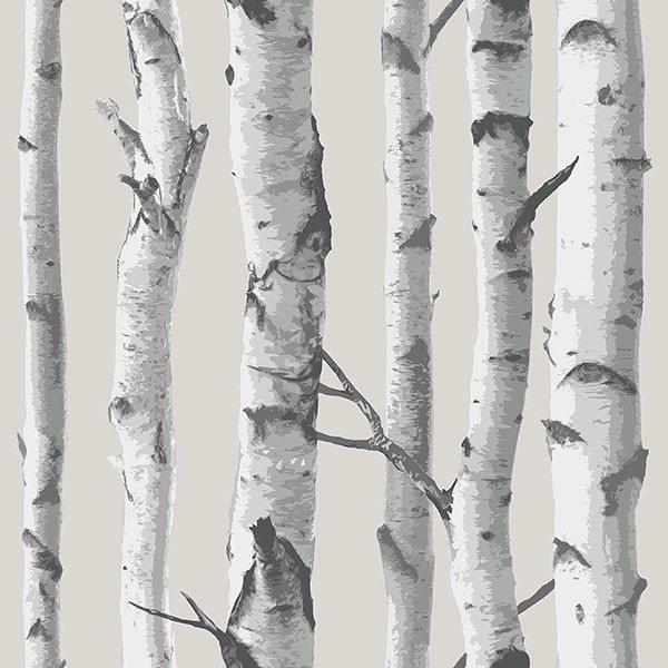 Birch Tree Peel And Stick Wallpaper - Window Film World
