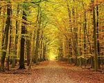Autumn Leaves Wall Mural - Image 2