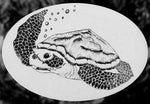 Oval Sea Turtle  | (Static Cling ) - Image 6