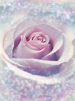 Mystic Rose Wall Mural - Image 2