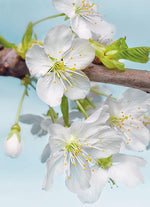 Blossom Adhesive Wall Mural - Image 1