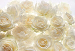 Ivory Rose Wall Mural - Image 2