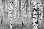 Birch Forest Wall Mural - Image 2