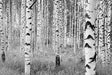 Birch Forest Wall Mural - Window Film World